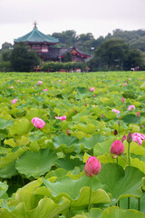 Pink lotus flowers blooms gracefully with large green leaves around it, glistening with raindrops after a rainy day, showcasing serene natural beauty in Ueno, Japan.