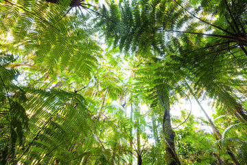 Baumfarne im Australischem Regenwald. Lamington-Nationalpark in Australien, Queensland.