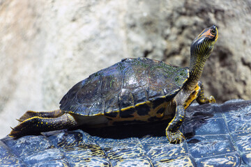 The Indian roofed turtle - Pangshura tecta, climbs on The gharial (Gavialis gangeticus)