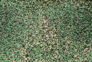 Green polymer plastic granules in bulk