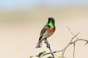 Southern Double-collared Sunbird or Lesser Double-collared Sunbird (Cinnyris chalybeus) male perched in scrub, Western Cape, South Africa