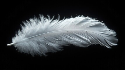 Obraz premium Single white feather, dark background.