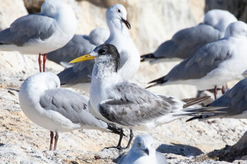Swift Tern or Greater Crested Tern (Thalasseus bergii) on rocks at a roost with Gray-hooded gulls, Kommetjie, Western Cape , South Africa