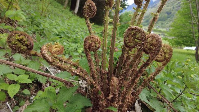 Brown unfurling fiddlehead fern frond in the forest. It is part of biodiversity for the ecology
