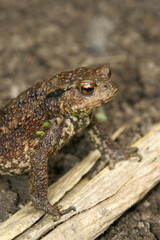 Vertical closeup on a female of the European Common toad, Bufo bufo