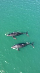 Naklejka premium beautiful swimming in the sea, aerial view with copy space vertically 9:16