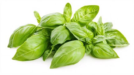 Fototapeta premium Fresh basil leaves arranged beautifully, showcasing their vibrant green color and smooth texture.