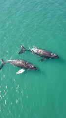 Obraz premium beautiful swimming in the sea, aerial view with copy space vertically 9:16