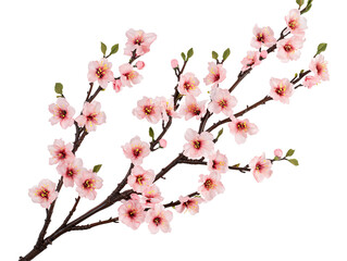 Isolated Cherry Blossom Branch with Pink Flowers