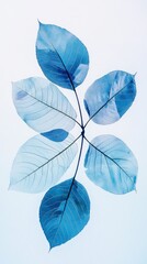 Obraz premium Delicate Blue Leaves: A Tranquil Botanical Print