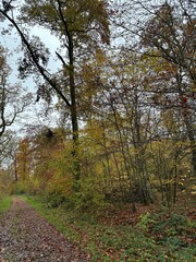 autumn in the forest