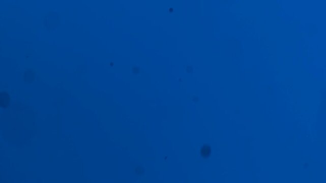 Dust, circles, bokeh effect randomly moving in different directions on a cornflower blue color background, abstraction.