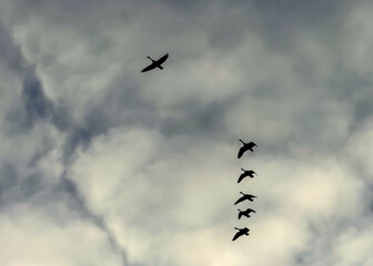Canadian Geese In Silhouette Against A Colorful Cloud Filled Sky