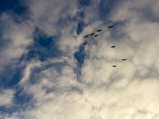 Canadian Geese In Silhouette Against A Fluffy Cloud Filled Sky