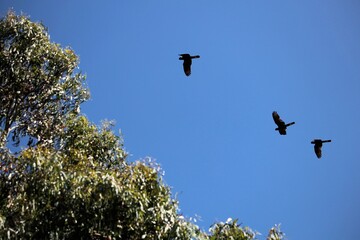 Yellow-tailed Black Cockatoos (Calyptorhynchus funereus), returning to roost, South Australia