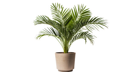Obraz premium Elegant indoor potted palm plant on transparent background PNG.