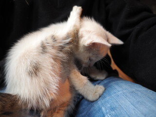A white kitten joyfully interacts with a child's hands, showcasing playful behavior. The cozy indoor environment enhances the warmth of this delightful moment filled with laughter and fun