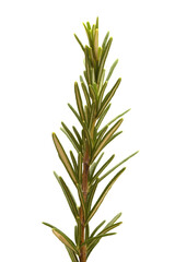 small rosemary twig, isolated