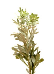 Fototapeta premium Flora of Gran Canaria - Artemisia thuscula, locally called Incense due to its highly aromatic properties, isolated on White