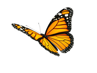Fototapeta premium Isolated Monarch Butterfly with Orange Wings