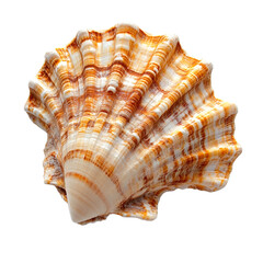 Obraz premium a large seashell with brown and white stripes.