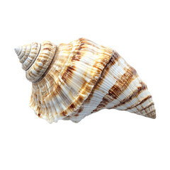 Obraz premium A close-up of a large brown and white striped seashell.