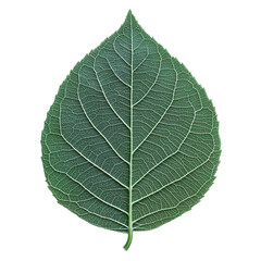 Obraz premium The leaf of a tree.