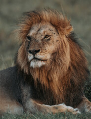 Portrait of a male lion with mane in Maasai Mara National Reserve, Kenya 