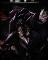 Still life faded blooms