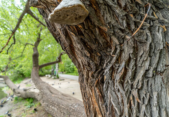 A branch of a large tree lying on the ground.