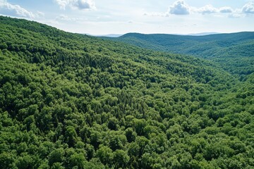 Fototapeta premium Lush green forest landscape under a clear blue sky in the mountains during daytime