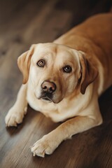 A beautiful Labrador dog resting indoors, embodying loyalty and love.