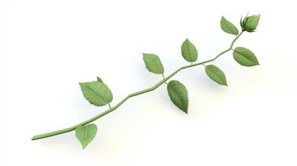 Single rose stem with leaves and bud, isolated on white.