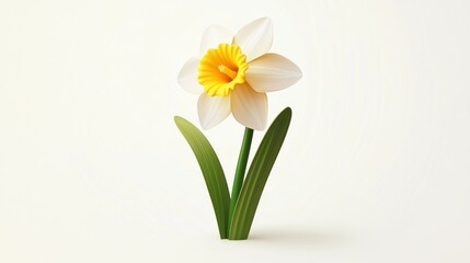 Single white daffodil with yellow center, isolated on white background. © SlashStd