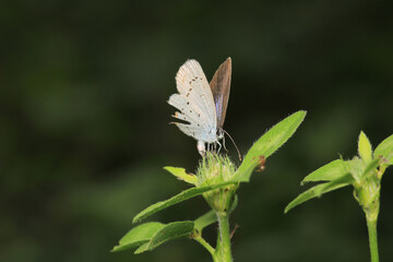 natural celastrina argiolus butterfly macro photo