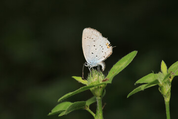 natural celastrina argiolus butterfly macro photo