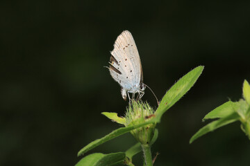 natural celastrina argiolus butterfly macro photo