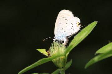 natural celastrina argiolus butterfly macro photo