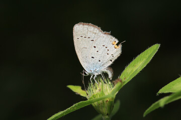 natural celastrina argiolus butterfly macro photo