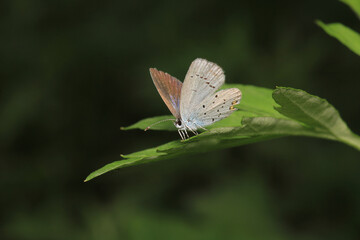 natural celastrina argiolus butterfly macro photo