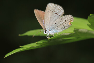 natural celastrina argiolus butterfly macro photo