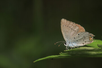 natural celastrina argiolus butterfly macro photo