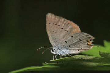 natural celastrina argiolus butterfly macro photo