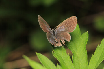 natural celastrina argiolus butterfly macro photo