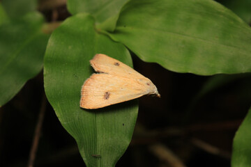 natural oncocera semirubella moth photo	