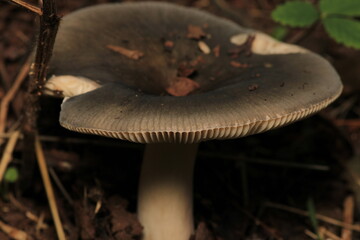 natural russula cyanoxantha mushroom photo	