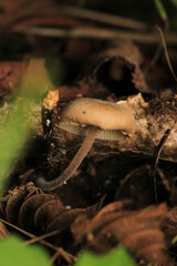 natural russula cyanoxantha mushroom photo	