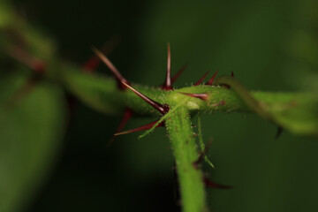 natural green plants environment photo	