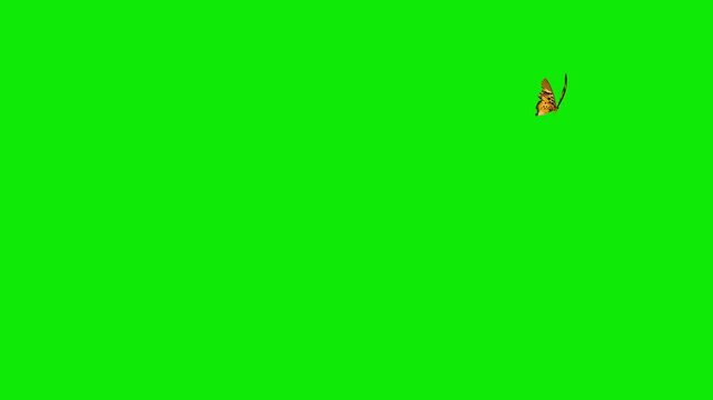 Tropical Swallowtail Butterfly - Brown, Red, White - Flying Around Loop - Green Screen - Realistic naturalistic cinematic 4K UHD 3D animation isolated on chroma key background