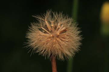 dandelion seeds are thrown in the wind	